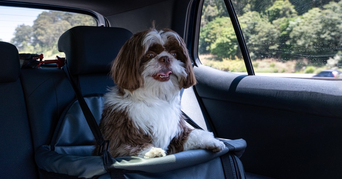Hit the Road With Your Pet This Summer